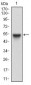RAB27A Antibody